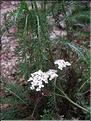 achillea_millefolium7722