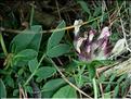 anthyllis_vulneraria7753