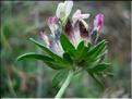 anthyllis_vulneraria7754