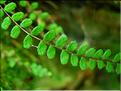 asplenium_trichomanes7674