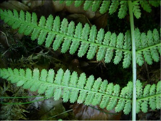 athyrium_filix-femina7670