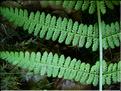 athyrium_filix-femina7670