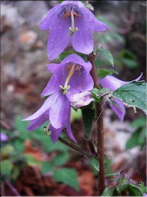 campanula_trachelium7729