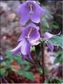 campanula_trachelium7729