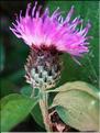 centaurea_jacea_end7697