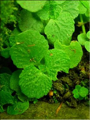 chrysosplenium_opposit7672