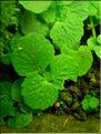 chrysosplenium_opposit7672