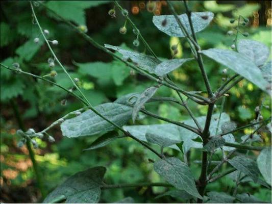 circaea_lutetiana7694