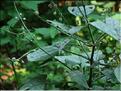 circaea_lutetiana7694