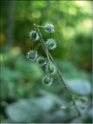 circaea_lutetiana7695
