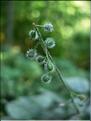 circaea_lutetiana7695