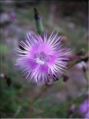 dianthus_hyssopifolius7758