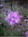 dianthus_hyssopifolius7758
