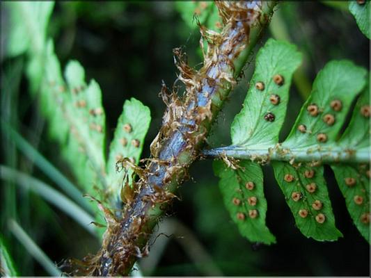 dryopteris_affinis_bor7655