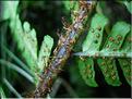 dryopteris_affinis_bor7655