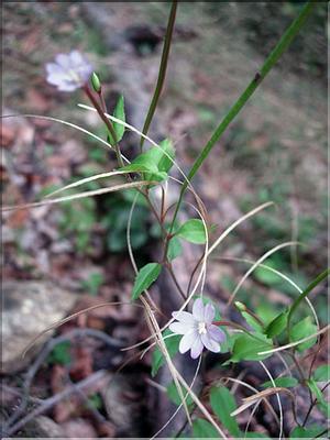 epilobium_montanum7717