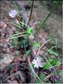 epilobium_montanum7717