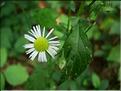 erigeron_annus7760