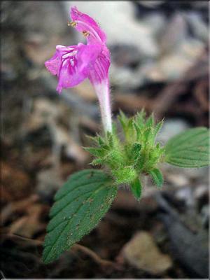 galeopsis_ladanum7679