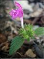 galeopsis_ladanum7679