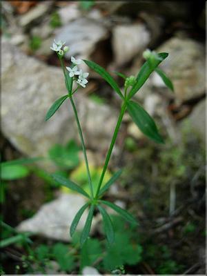 galium_pumilum7748