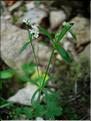 galium_pumilum7748
