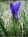 gentianella_ciliata7749