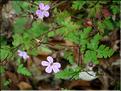 geranium_robertianum7730