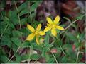 hypericum_humifusum7709