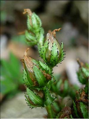 hypericum_montanum7706