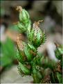 hypericum_montanum7706
