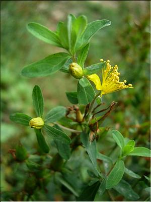 hypericum_perforatum7720