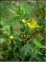 hypericum_perforatum7720