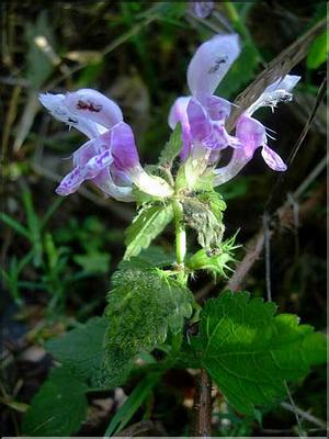 lamium_maculatum7647
