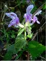 lamium_maculatum7647