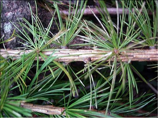 larix_decidua7744