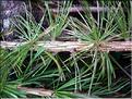 larix_decidua7744