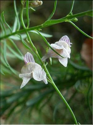linaria_repens7724