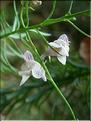 linaria_repens7724