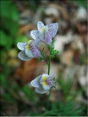 linaria_repens7726