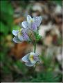 linaria_repens7726