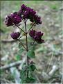 origanum_vulgare7757
