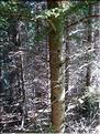 picea_abies7686