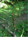 pinus_nigra_laricio_cor7690