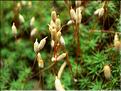 pogonatum_aloides7718
