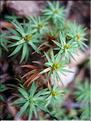 pogonatum_aloides7719