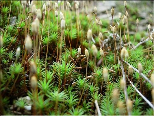 pogonatum_urnigerum7705