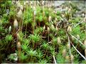 pogonatum_urnigerum7705