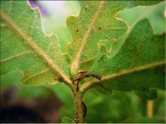 quercus_pubescens7676