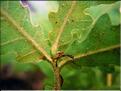 quercus_pubescens7676